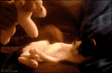 Cute kitten animated gif